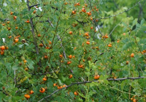 img-3986