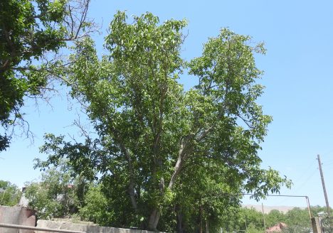 img-4319