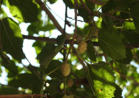 img-4325